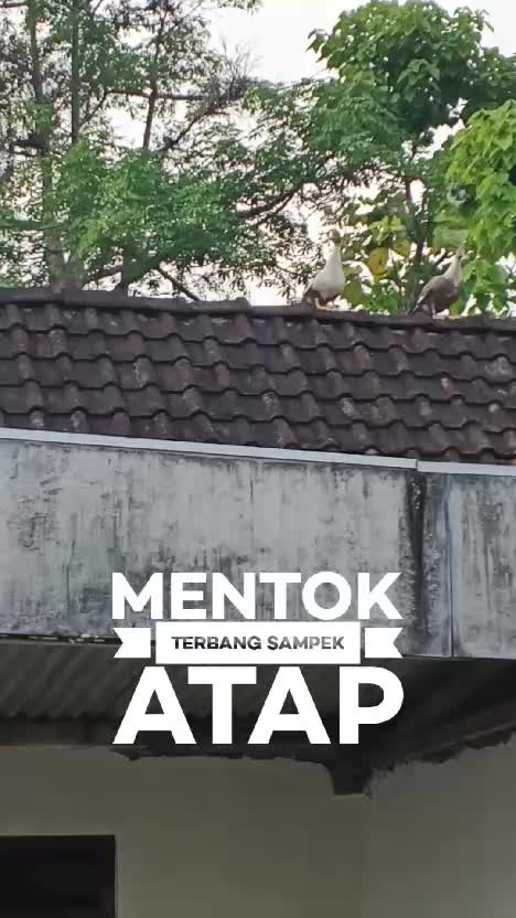 Mentok terbang