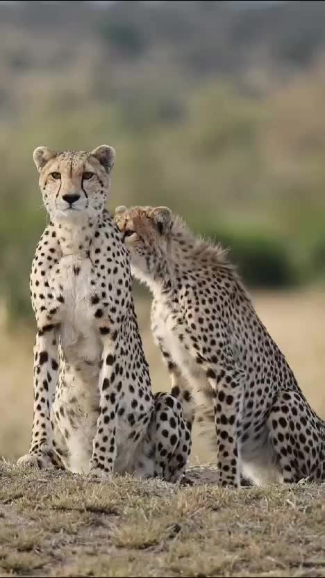  #RCTIPlus  #HOTrctiplus  #video #fypシ 
 #virall  #fypシ゚viral 