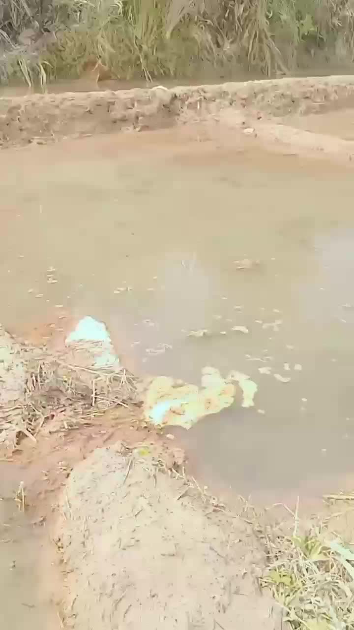 nyari liling/tutut disawah gays   #jangkauanluas