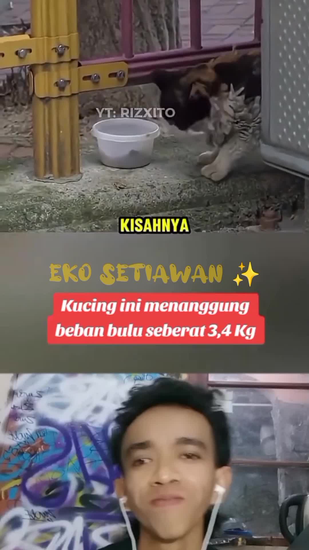 kucing ini menanggung beban bulu dengan berat 3/4kg berat banget????