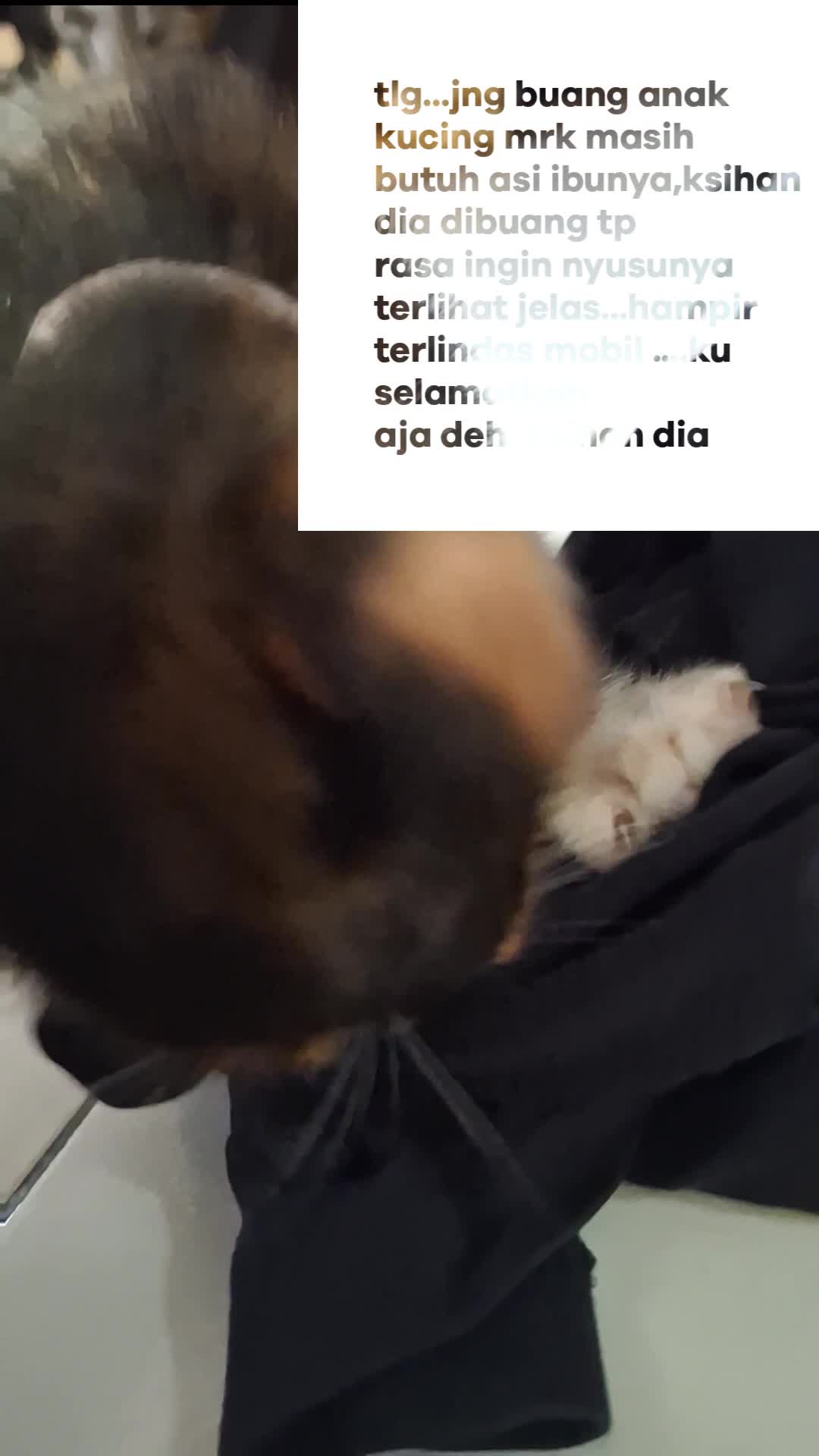 cinta meong