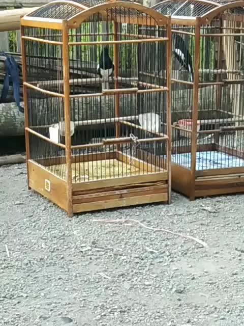 kira kira burung mana nih yang rajin bunyi nya  #short  #HOTrctiplus  #RCTIPlus 