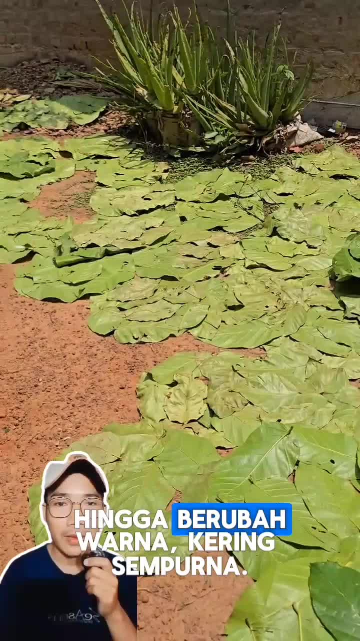 Hanya dari tumpukan daun - daun hijau..
Jadilah piring makan yang ramah lingkungan #videoreaction #reactionvideo #shortplus  #short  #RCTIPl