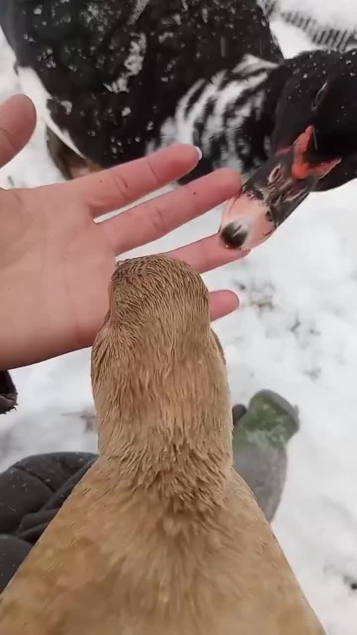 endingnya
#HOTrctiplus #shortplus #peternak #entok