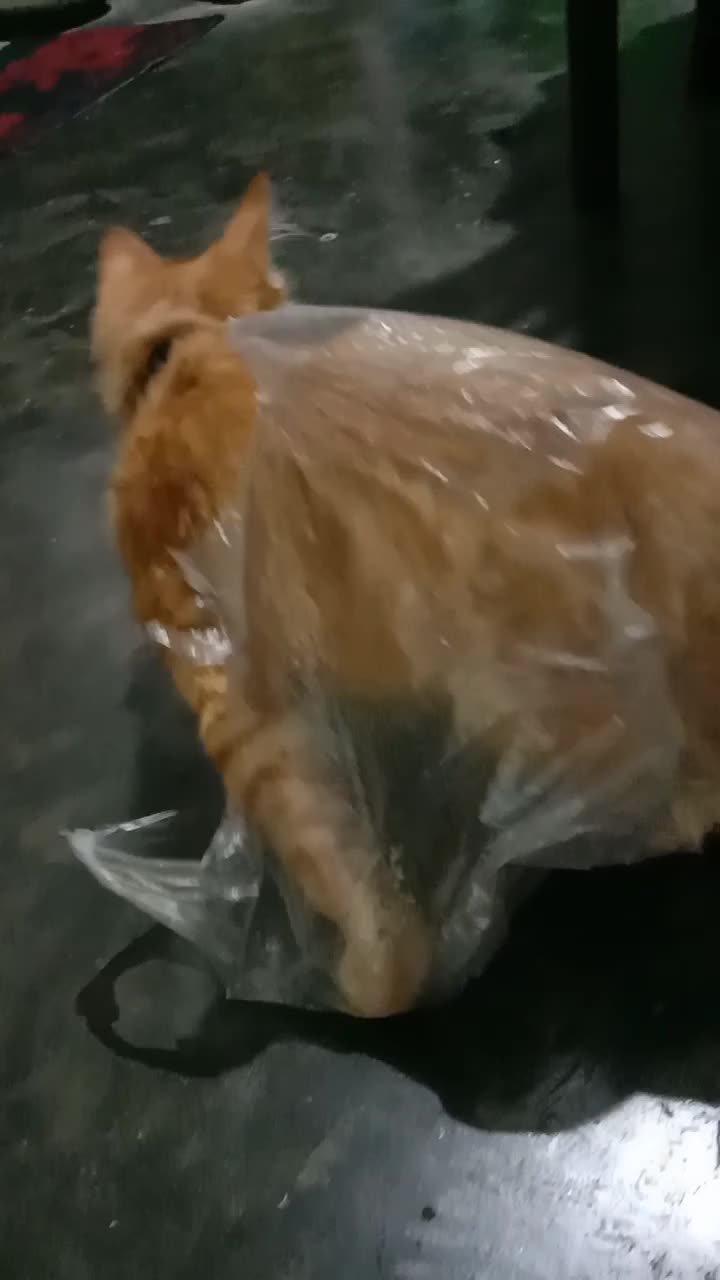 video kucing lucu mochi dan video klip magic 5 Indosiar 