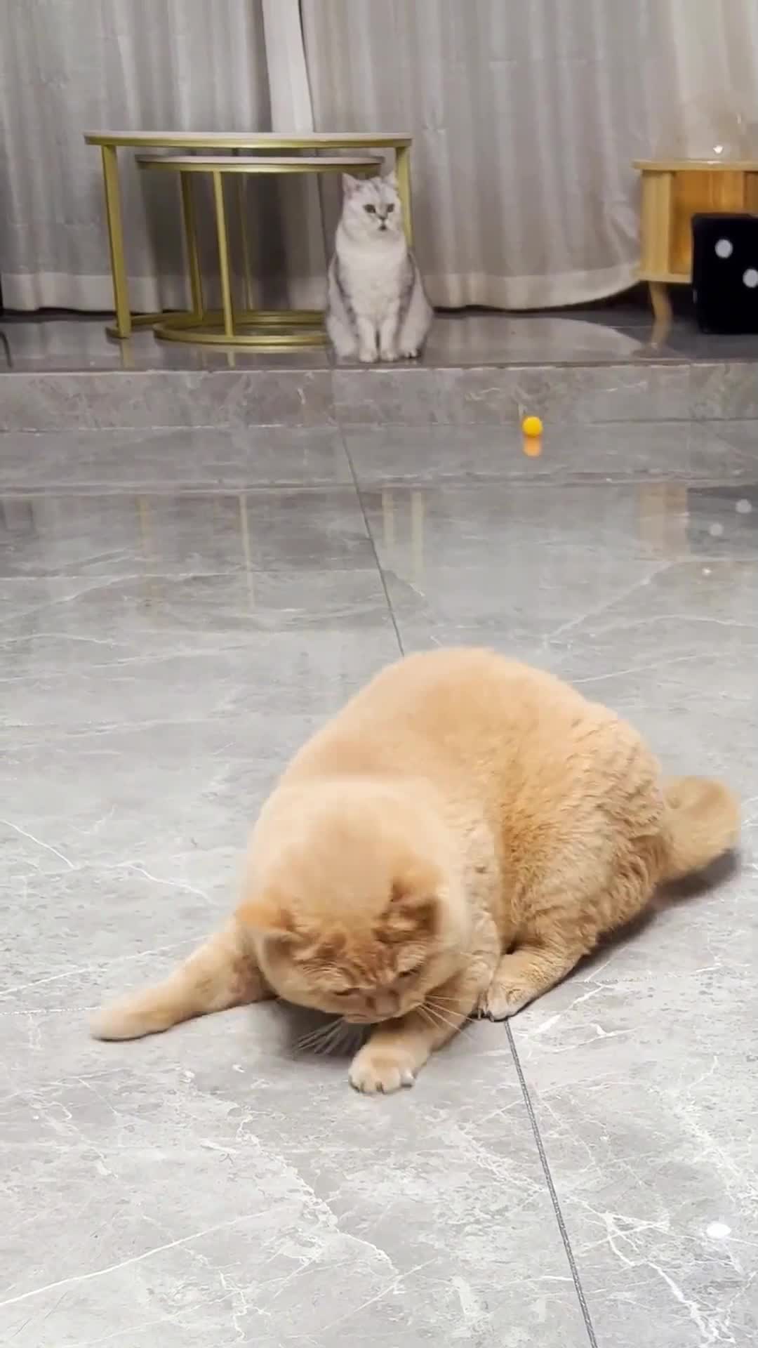 Cat playing ball #cats #catsoft #cat #catsvideo #catslovers
