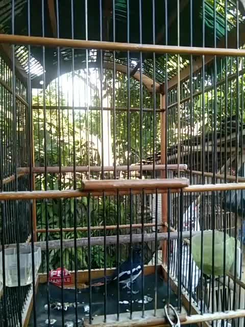 semenjak kabur jadi gak pernah diam ni burung  #short  #HOTrctiplus  #RCTIPlus  #fyp 