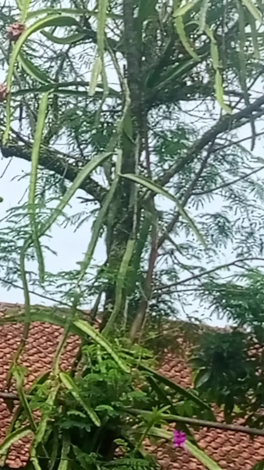 gimana metiknya ya?  #fyp 