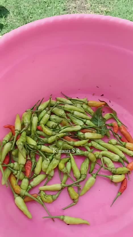 Panen sisa cabai dan tomat di kebunku #Berkebun 