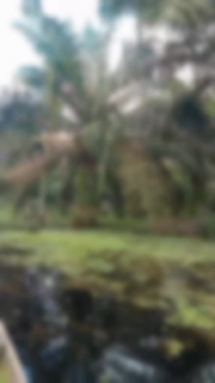 salam petani sawit  #petanisawit  #petanimuda
