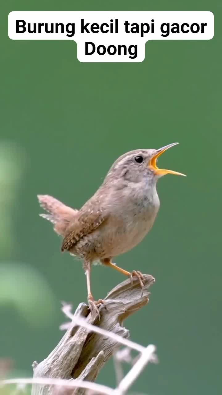 burung kecil gacor #bird #hewan #burungkicau 