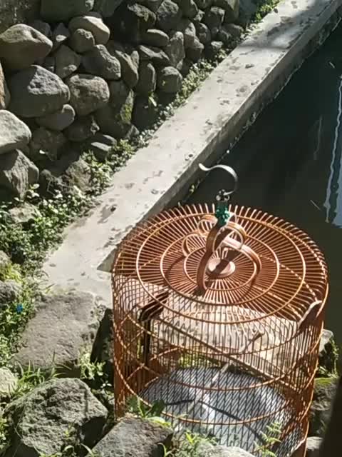 suaranya keren  #short  #HOTrctiplus  #RCTIPlus  #burungmurai 