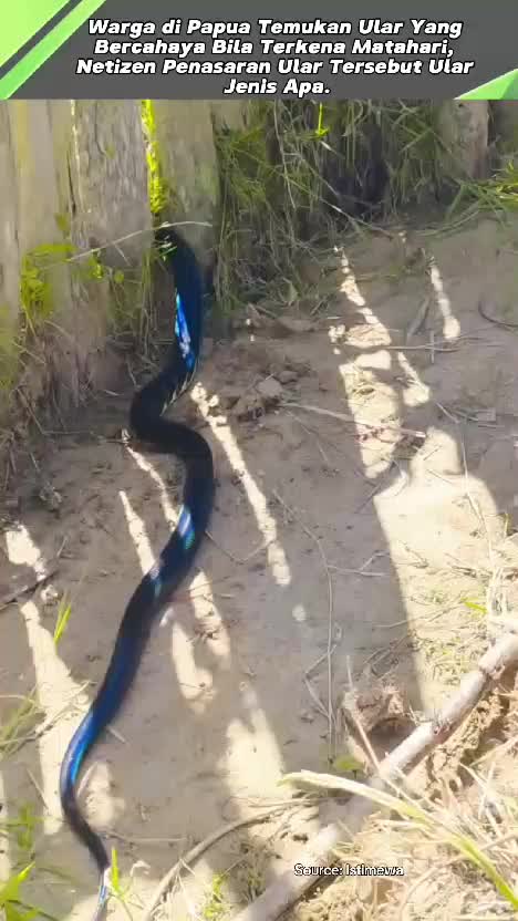 Ular Cantik dari Papua. #videoviral  #faktaviral  #videoedukasi 