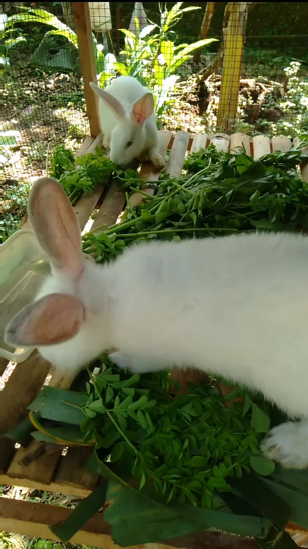 kelinci ku putih  #kelinci  #petani  #ternak 