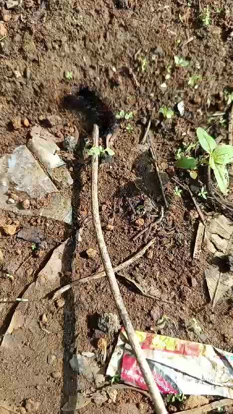 ko geli ya? #ulatbulu.