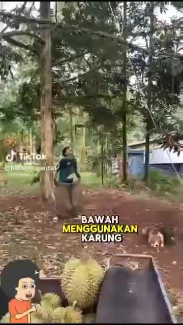 Lihat guys cara petani Thailand memanen durian mereka

#fyp #short #rigelagency #OriginalSong #HOTrctiplus #RCTIPlus  #viral #HOT #videolucu