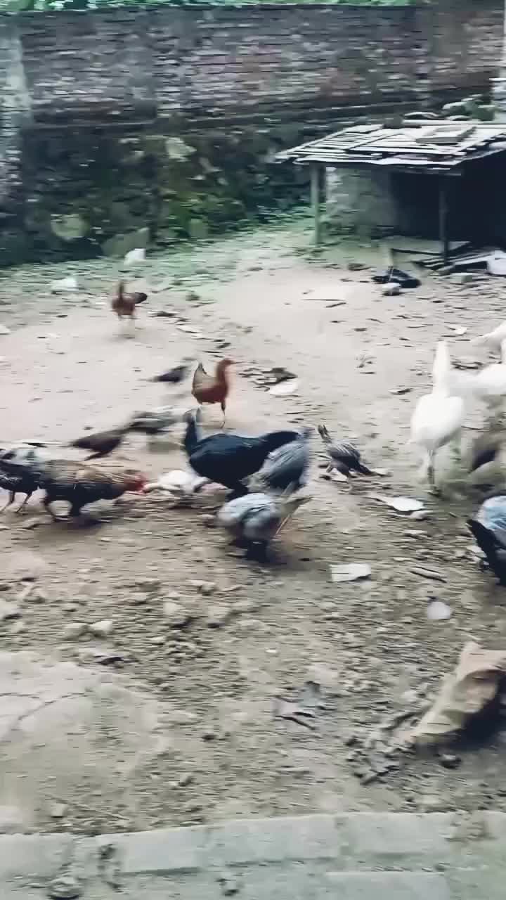 kasih makan ayam  #AyamTangkapSambalBelimbingWuluh 