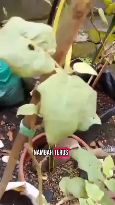 serunya berkebun  #kebunshaka  #hiburan 