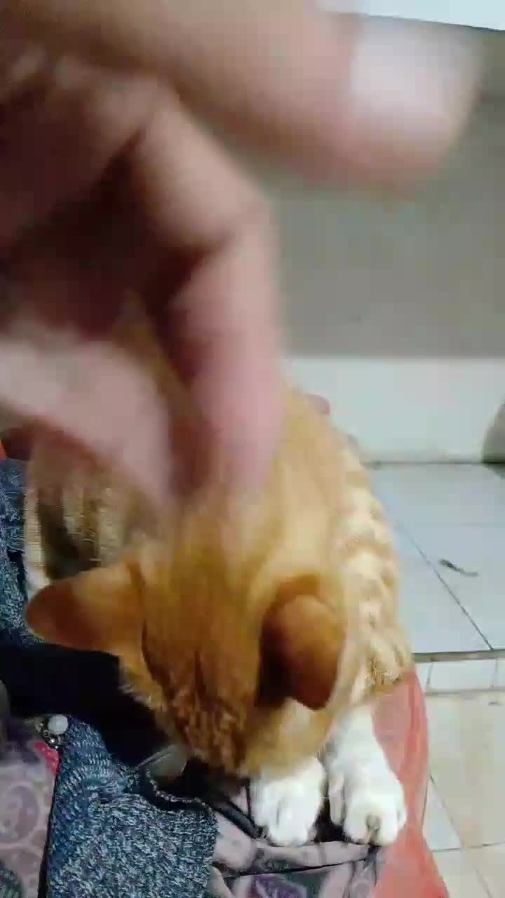 kucing oren kampung #pecintakucing
meong 