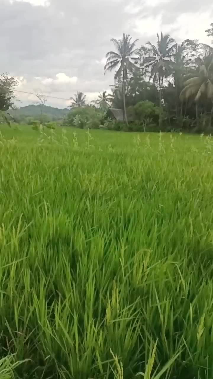 tanem badi pemula #jangan putus asa