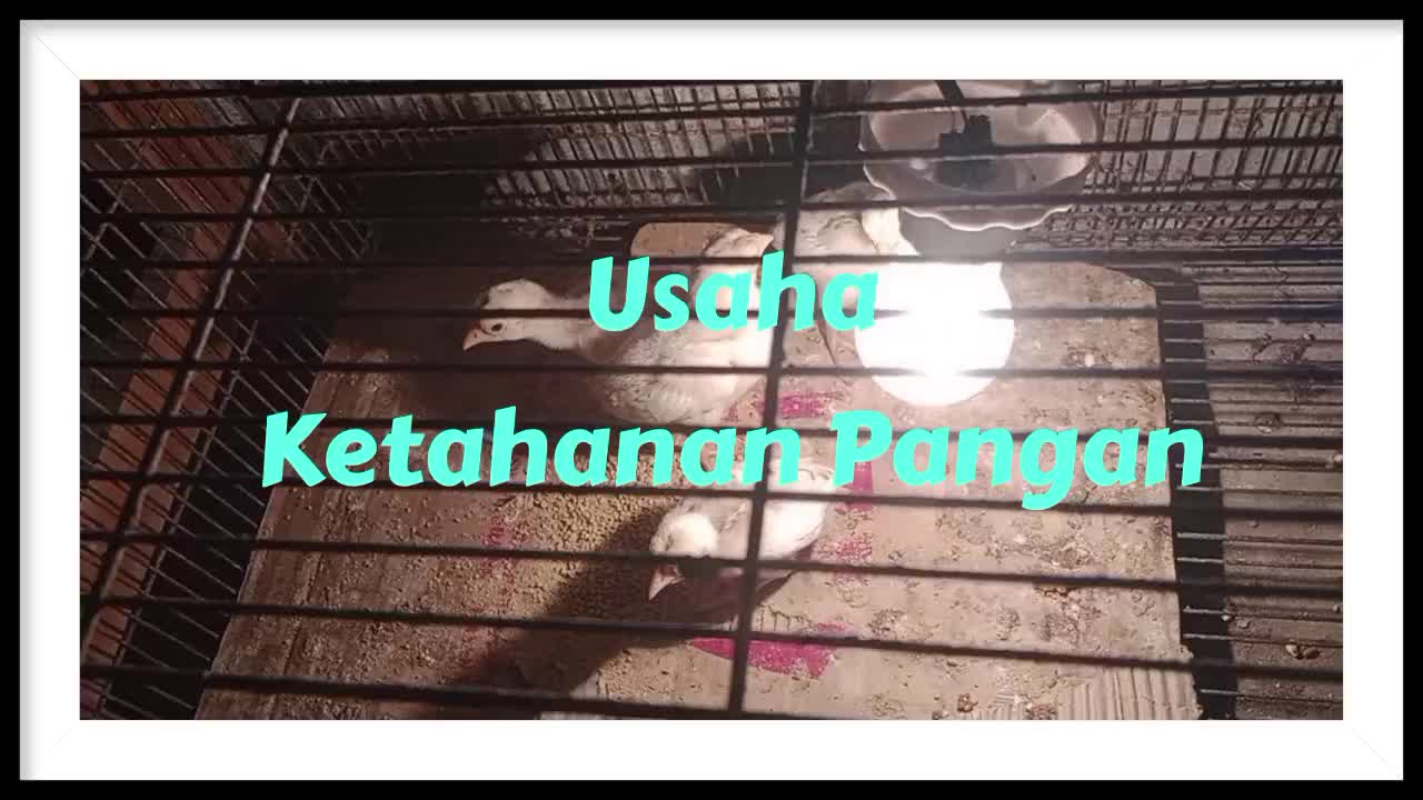 Beternak ayam sebagai upaya ketahanan pangan 
 #breeding
 #ayamkampung 
 #ternakayam 