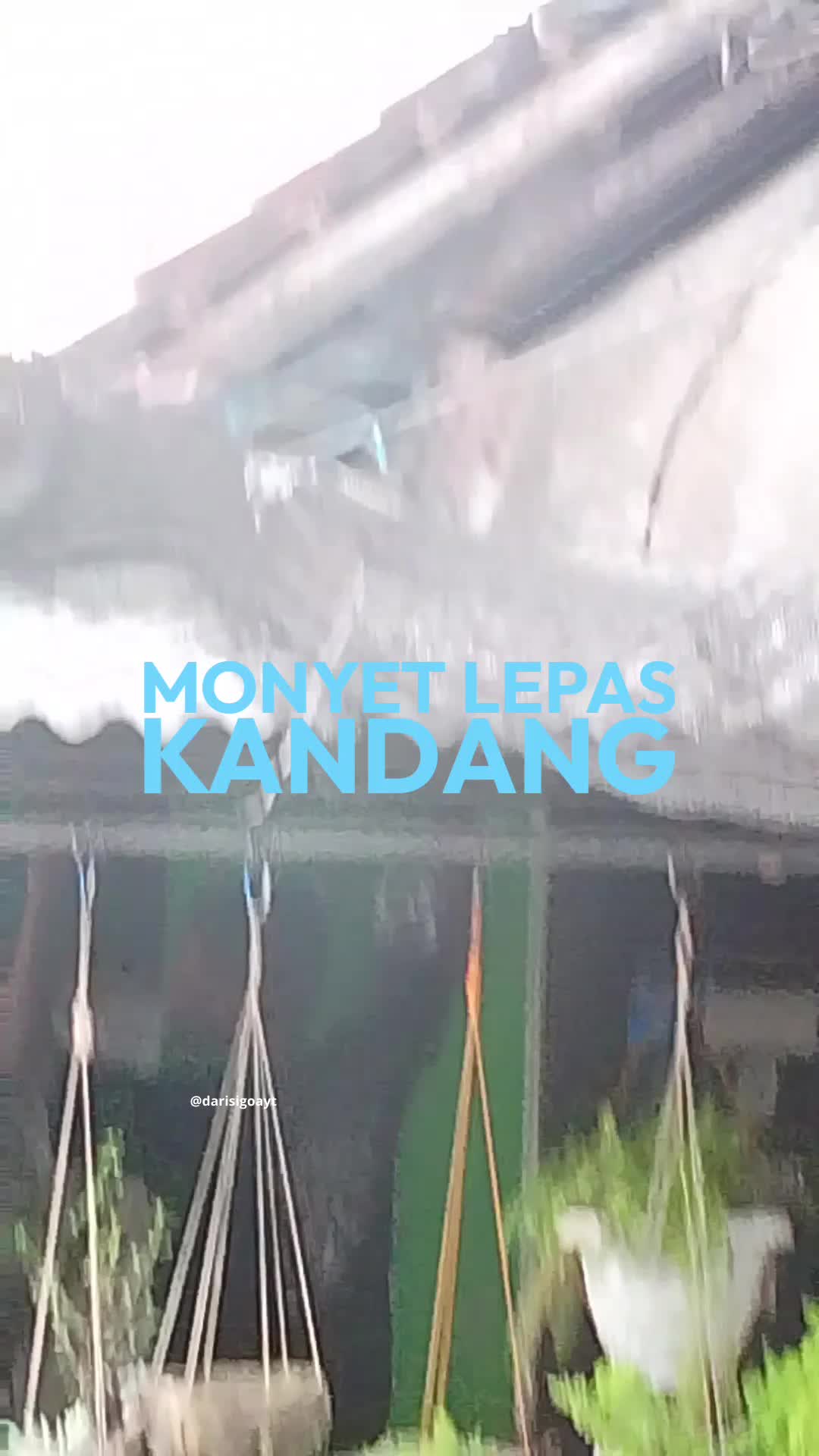 di saat di siang yg tenang berubah kaca MONYET LEPAS DARI KANDANG WKWKW #masih sempet sempetnya si monyet  #langsung kabur begitu nyala  #fy