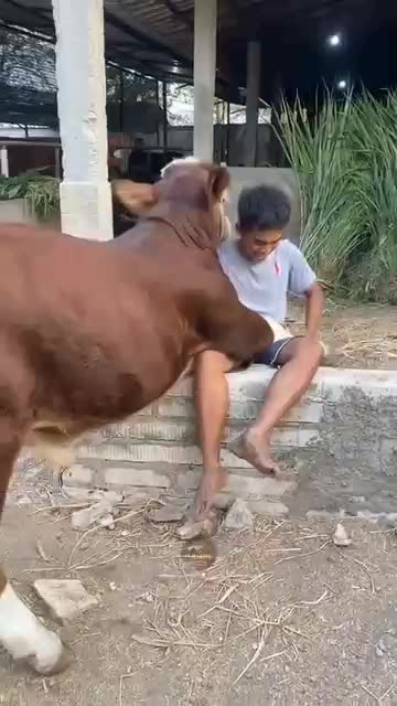 sapi minta gendong

 #videongakak


