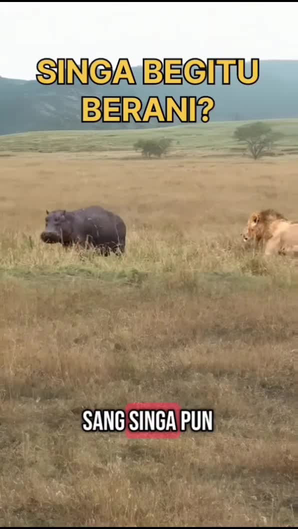 singa sang raja  #singapura  #Kuda laut melahirkan  #Lahiran bayi kuda laut 