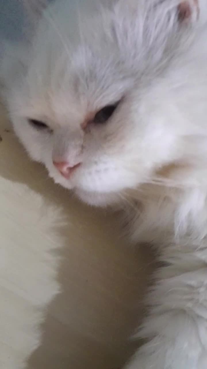 #hazel