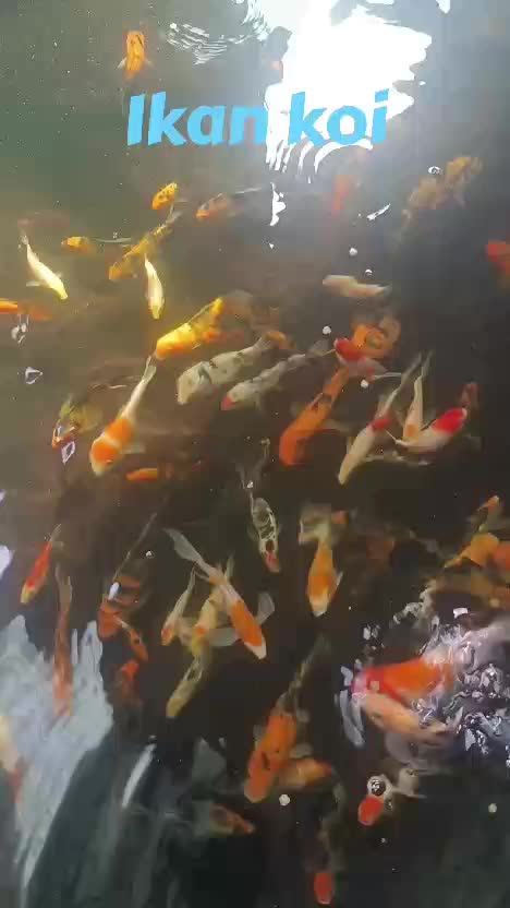 anakan ikan koi #ikankoi