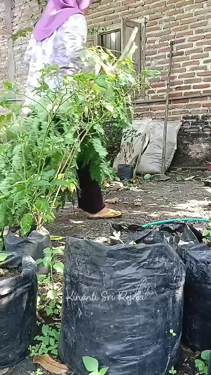 Petik daun kelor untuk bikin sayur bening dan beri makan mentok peliharaanku #HOTrctiplus #RCTIPlus #shortplus #Berkebun #mentokjumbo #conte