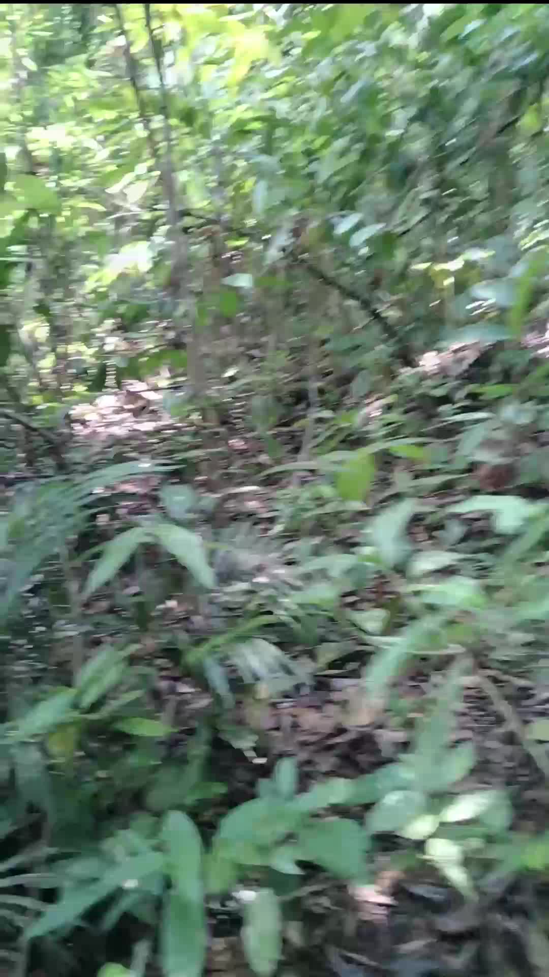 hutan belukar