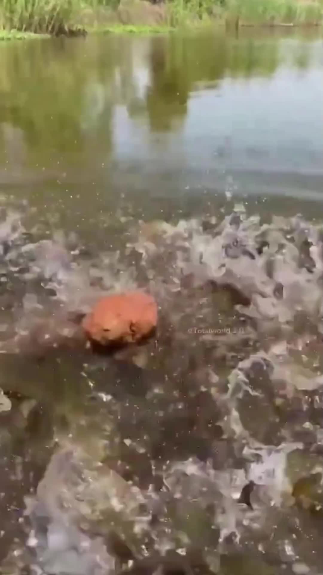 Mancing ikan dengan cara ini 