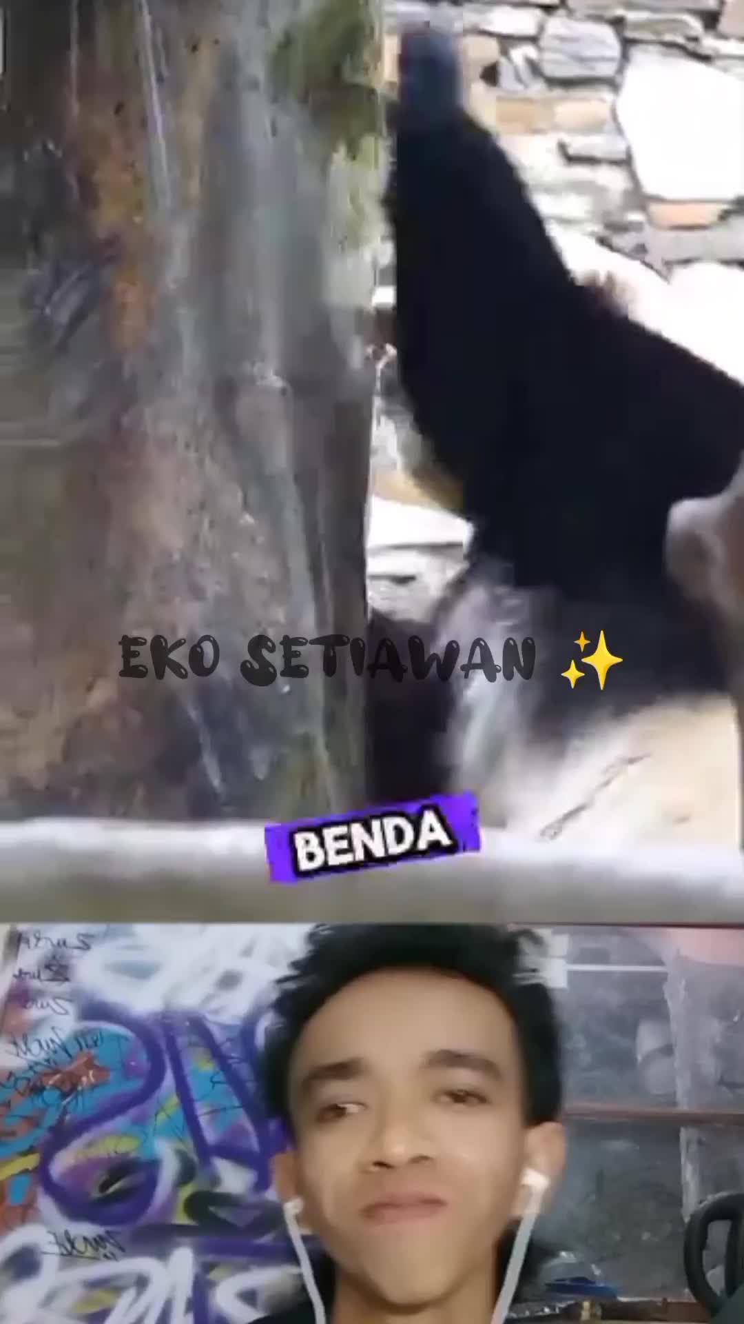 panda ini sedang belajar kungfu ?