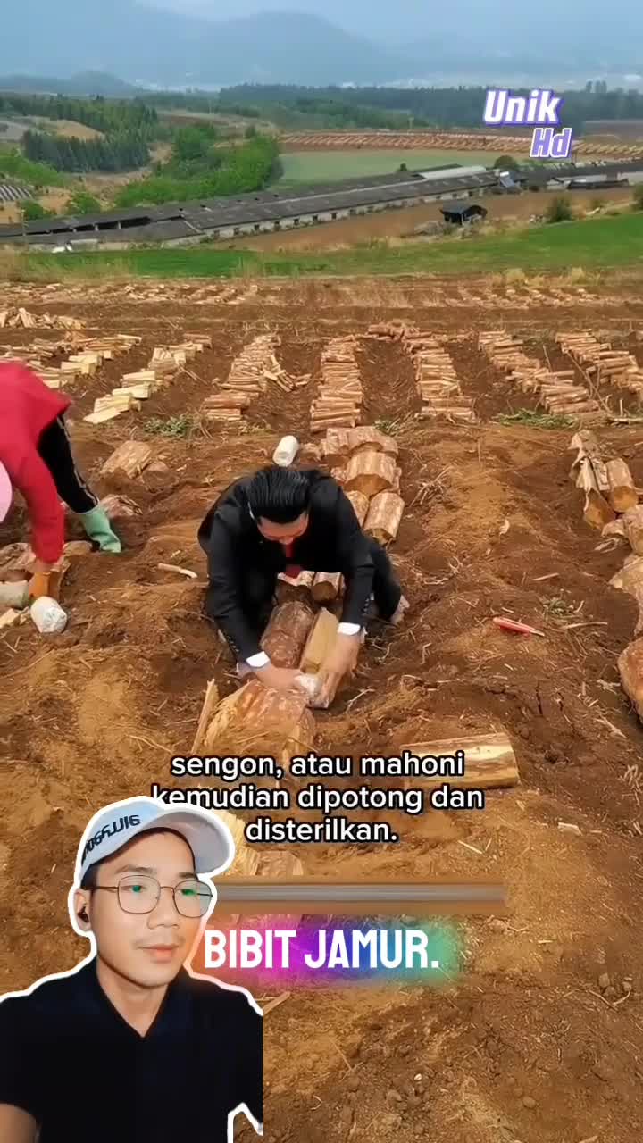 Hanya dari potongan - potongan kayu yang ditanam..
Jadilah jamur - jamur bulat berukuran jumbo #reels #videoreaction #reactionvideo #fyp #tr