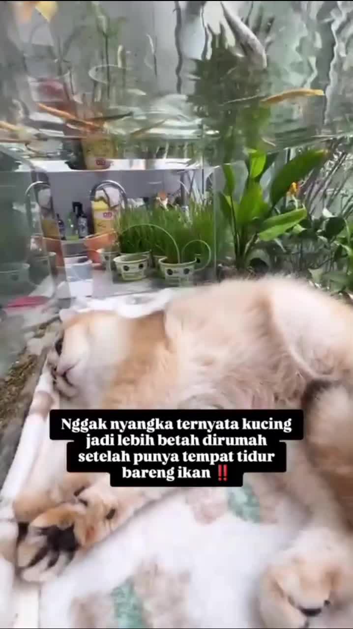 Boleh nih di coba