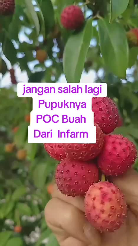 POC buah Dari Infarm #pupukorganikcair #kontenberkebun #benih #kebun #hoby #berkebun #berkebunorganik #gardening #kebun #budidayatanaman #be