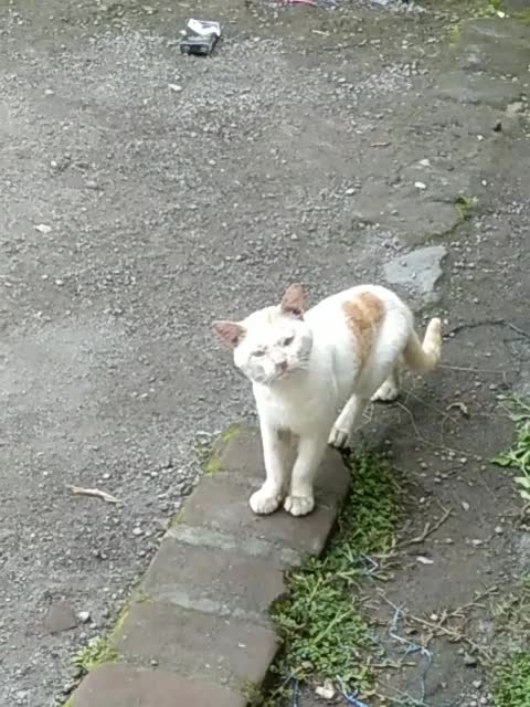 malah melongo ni kucing  #short  #HOTrctiplus  #HOTrctiplus  #RCTIPlus  #fyp 