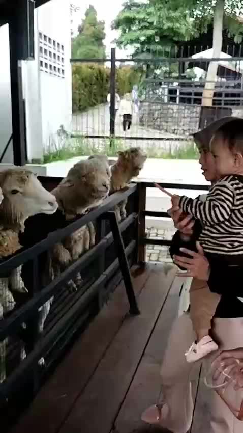 kasian pada rebutan