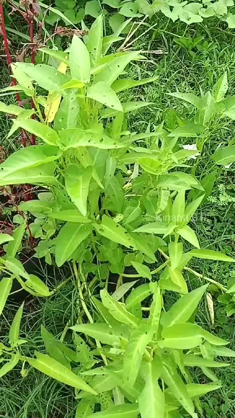 Panen cabe polibek lagi. jangan bosan ya lihat aku petik cabe 🤗 #shortplus #berkebun #beternak #suasanapedesaan 