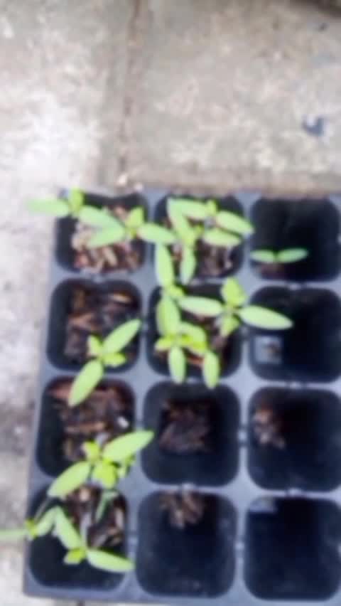 tray semai ternyata adalah sebuah cara menyamai yang efisien #kebun #traysemai #menanamtomat #menanamdihalamanrumah 