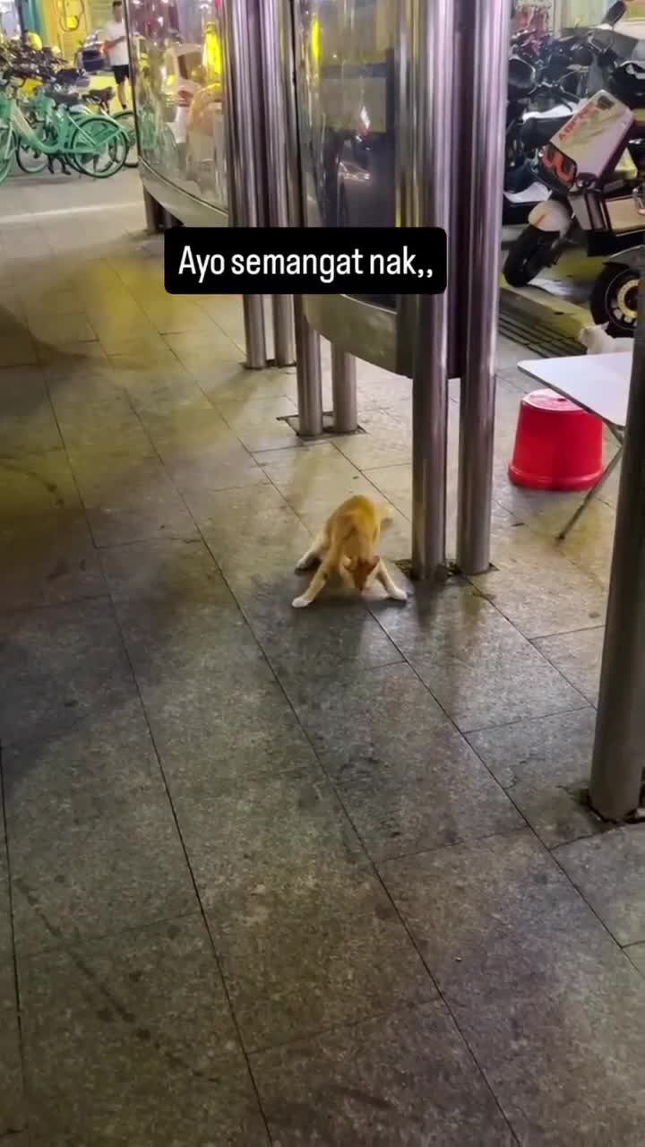 Semangat sayang
#Fyp #kucing #kucingindonesia #videoviral #videolucu #videongakak #ngakak #lucu #like #dagelan #HOT