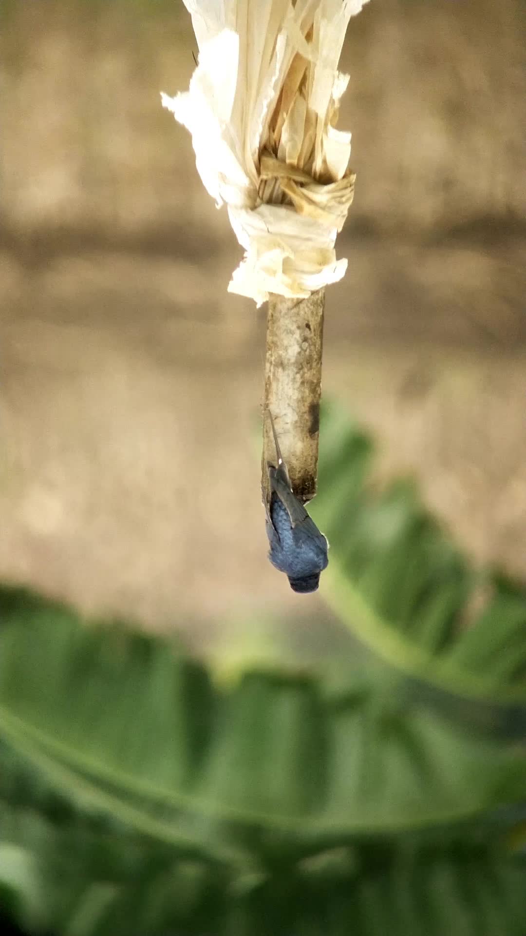 BAKAL MENYESAL JIKA TIDAK MELIHAT VIDEO INI SAMPAI AKHIR, HEWAN INI AKAN MELAKUKAN HAL DILUAR NALAR 🧐 
 #burungkicau  #burungkicau  #perangk