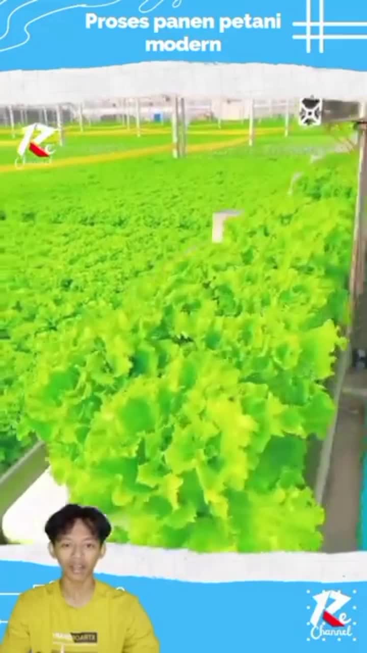 Proses memanen sayuran pertanian
modern 
#shorts 
#viral_video 
#shortvideo
#short 
#RCTIPlus 
#RCTIoke 
#HOTrctiplus 
#fypシ゚viral 
#1TRENDI