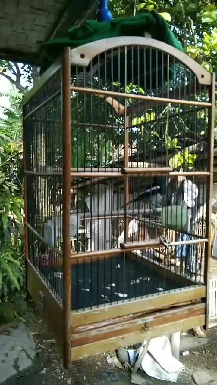 burung nya gak mau diam  #short  #RCTIPlus  #fyp 