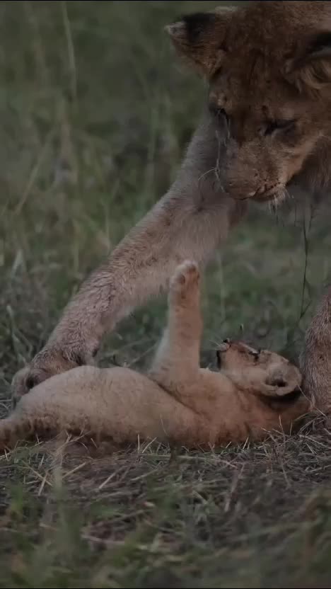  #RCTIPlus  #HOTrctiplus  #video #fypシ 
 #virall 