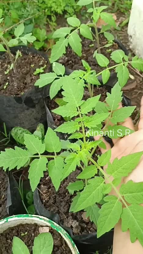 Tomat poibag di kebunku tumbuh subur , mari kita wujudkan swasembada tomat rumah tangga 😁 #Berkebun #beternak #hidupdidesa #suasanahidupdide