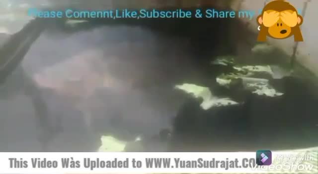 Ikan Gurame Terbesar Sedunia di Bandung