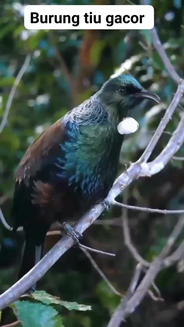 burung Tiu gacor #bird #RCTIPlus  #hewan #animals 