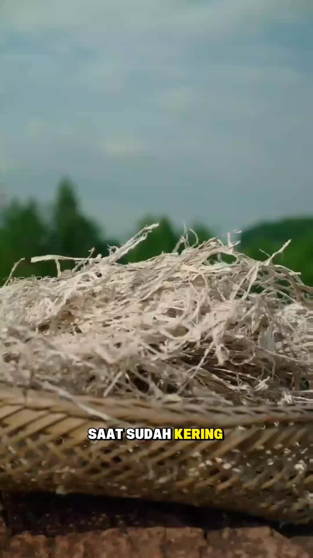 Kertas dari Kulit Pohon? Begini Prosesnya!  #shorts 